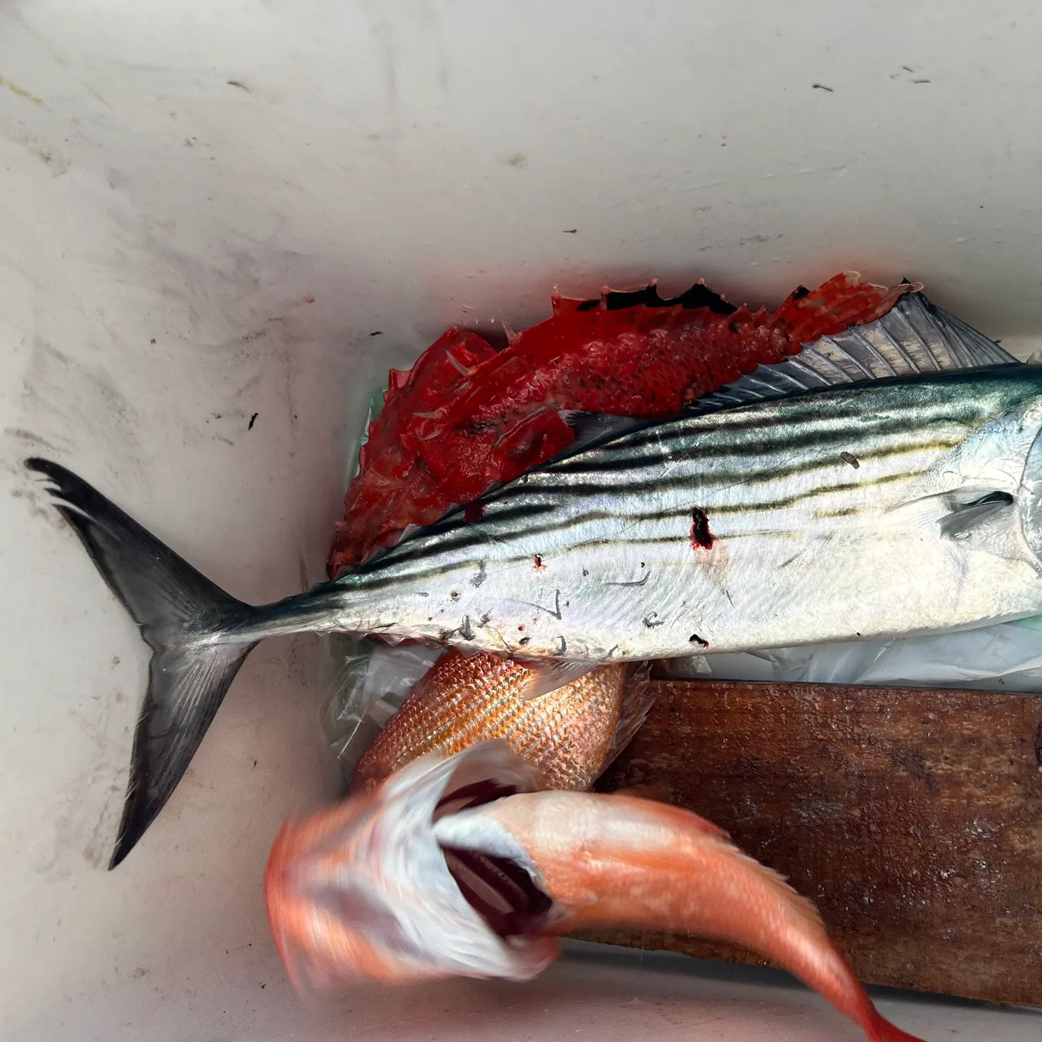 The most recent Australian bonito catches on Fishbrain