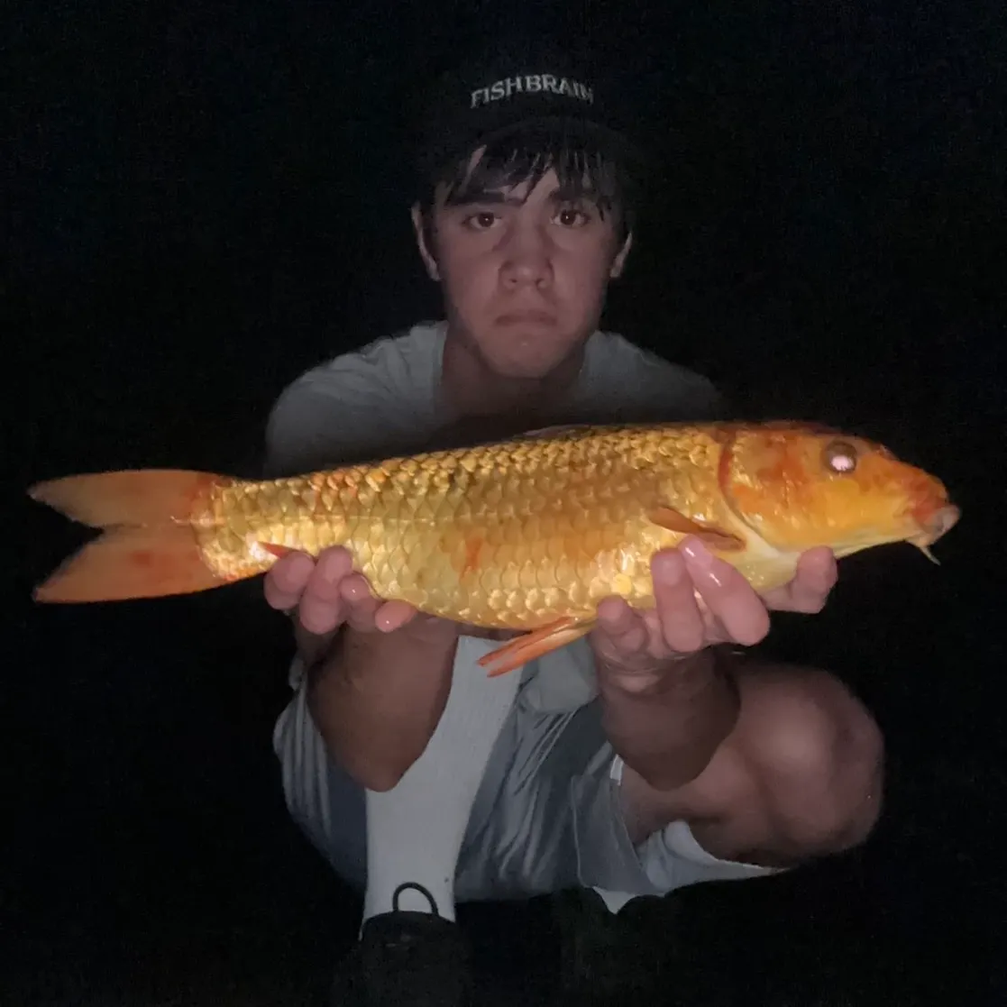 The most recent Koi carp catches on Fishbrain