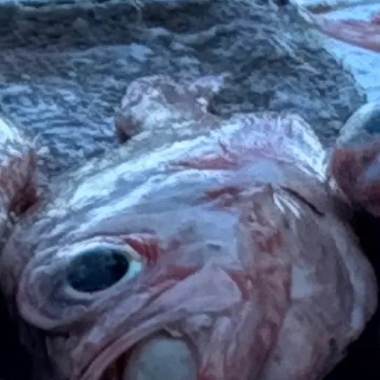 The most recent Atlantic ocean perch catches on Fishbrain