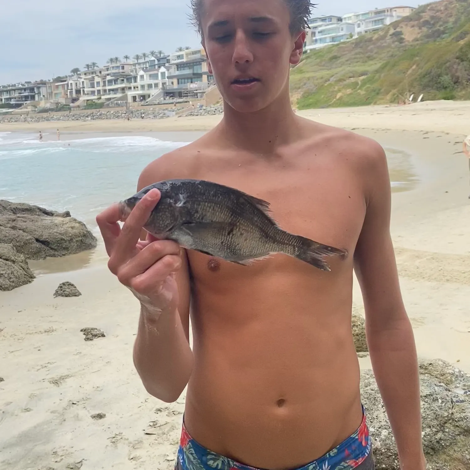 The most recent Silver surfperch catches on Fishbrain