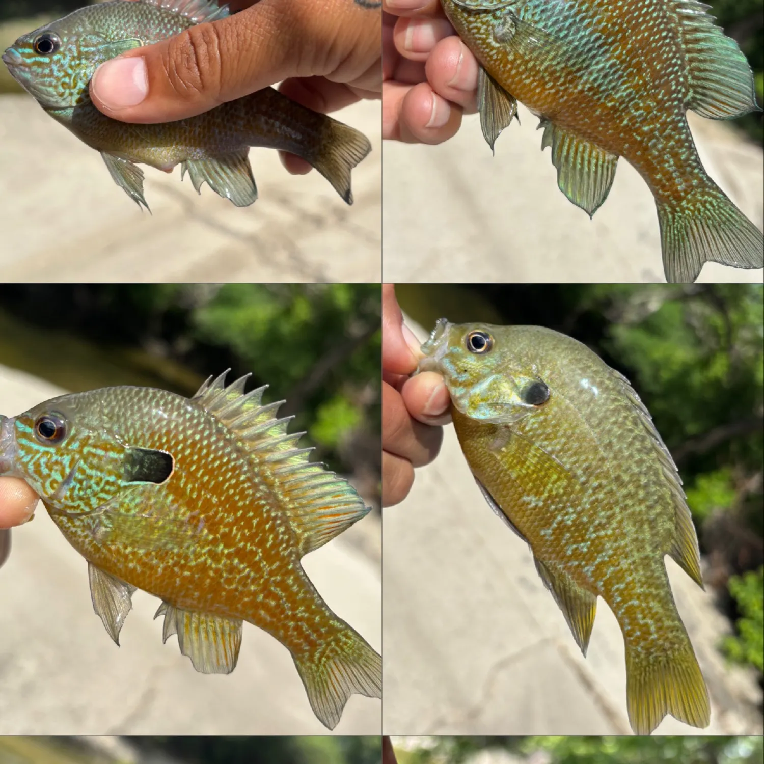 recently logged catches