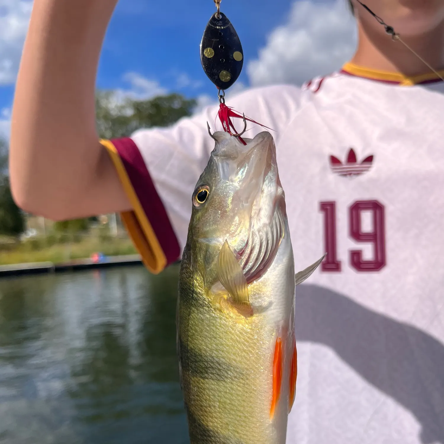 European perch caught on Fishbrain
