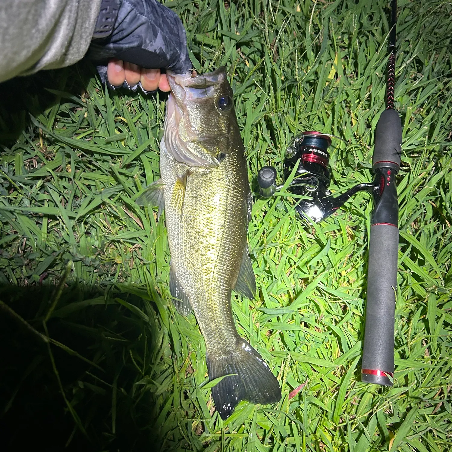 Largemouth bass caught on Fishbrain