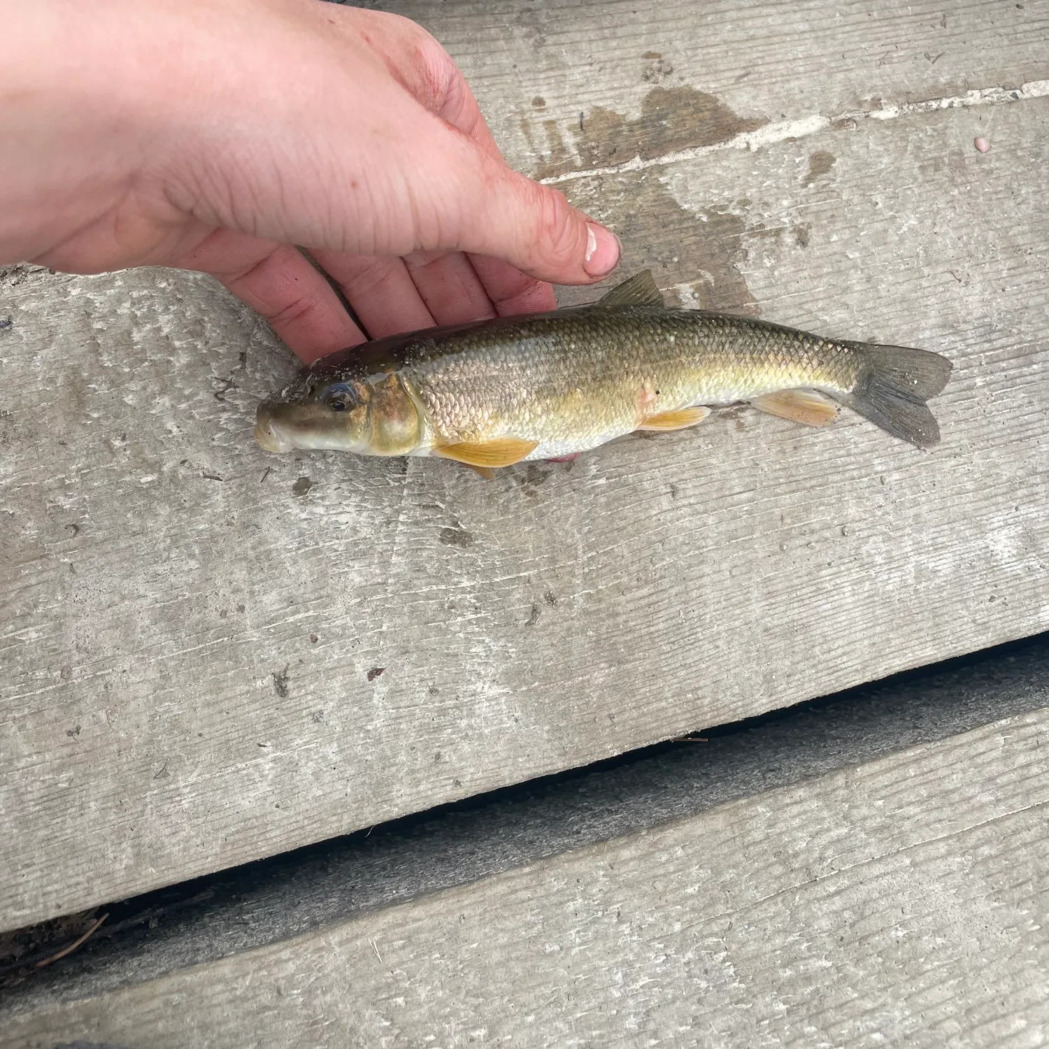 The most recent Silver redhorse catches on Fishbrain
