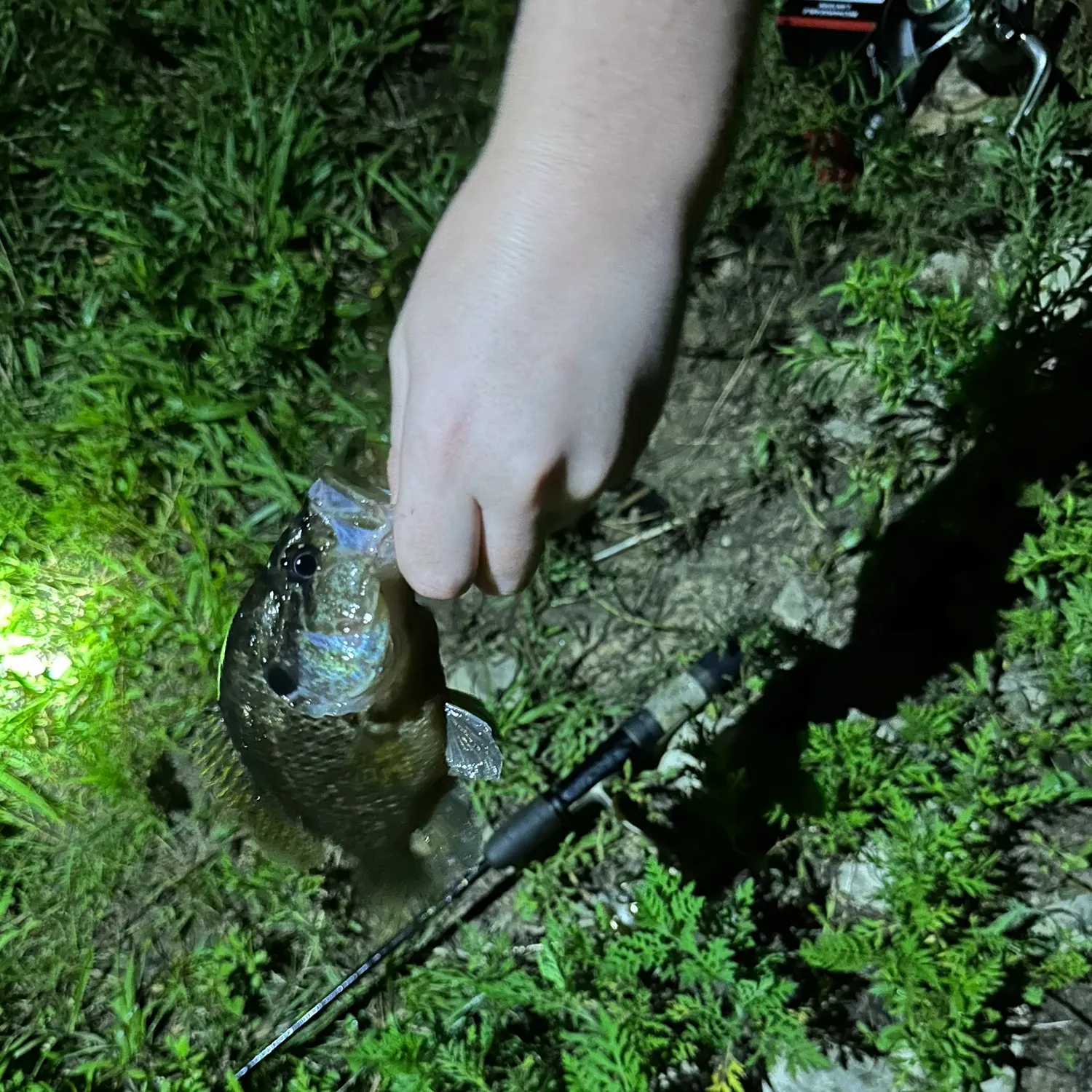 The most recent Rock bass catches on Fishbrain
