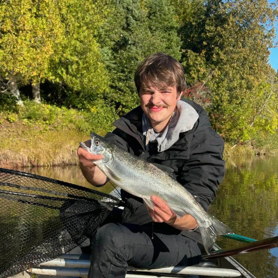 Coho salmon caught on Fishbrain