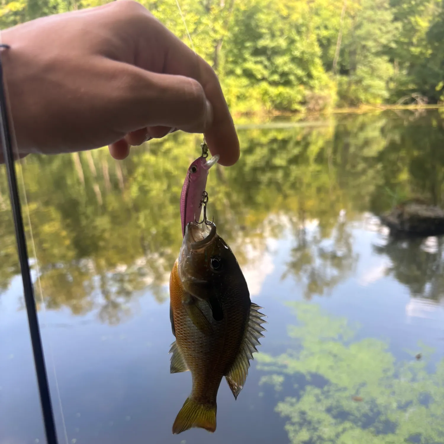 Redbreast sunfish caught on Fishbrain