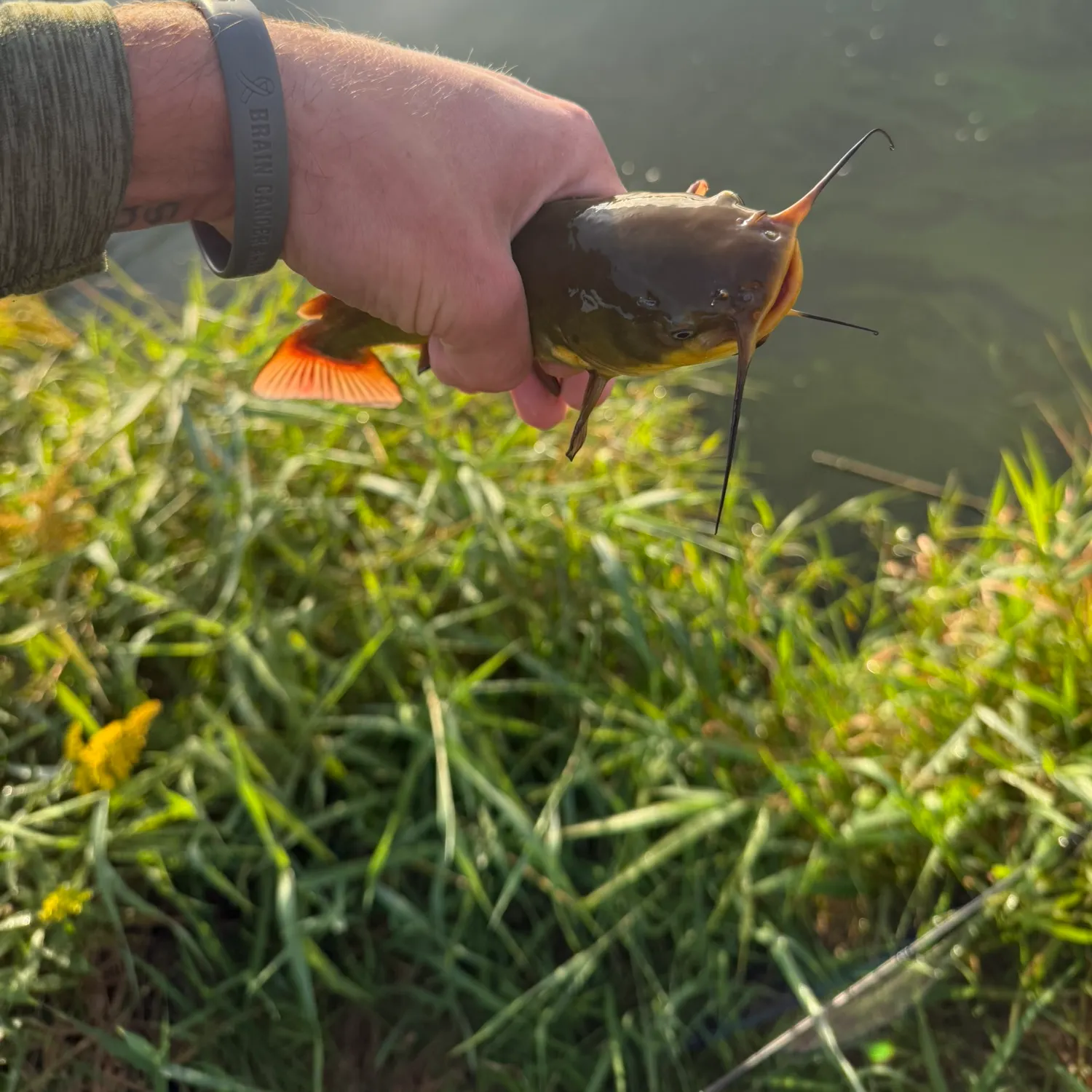 Black bullhead caught on Fishbrain