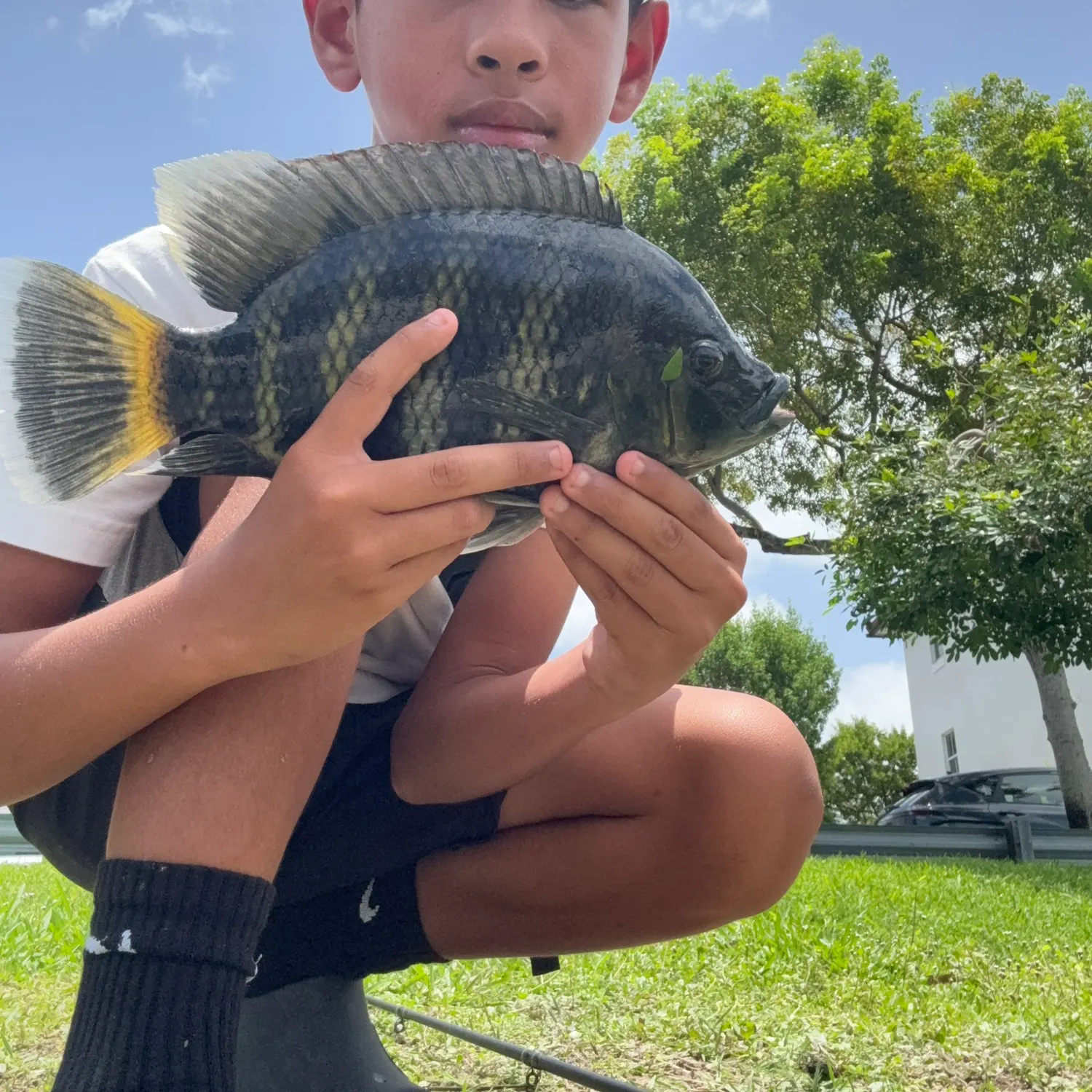 The most recent Zebra tilapia catches on Fishbrain