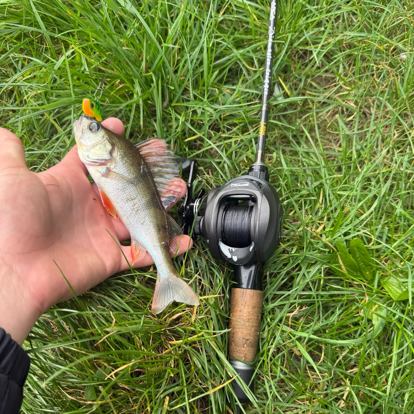 European perch caught on Fishbrain