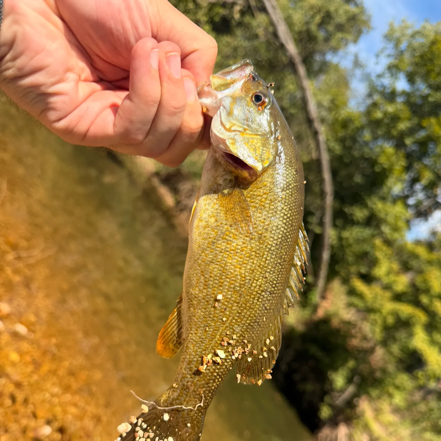Smallmouth bass caught on Fishbrain