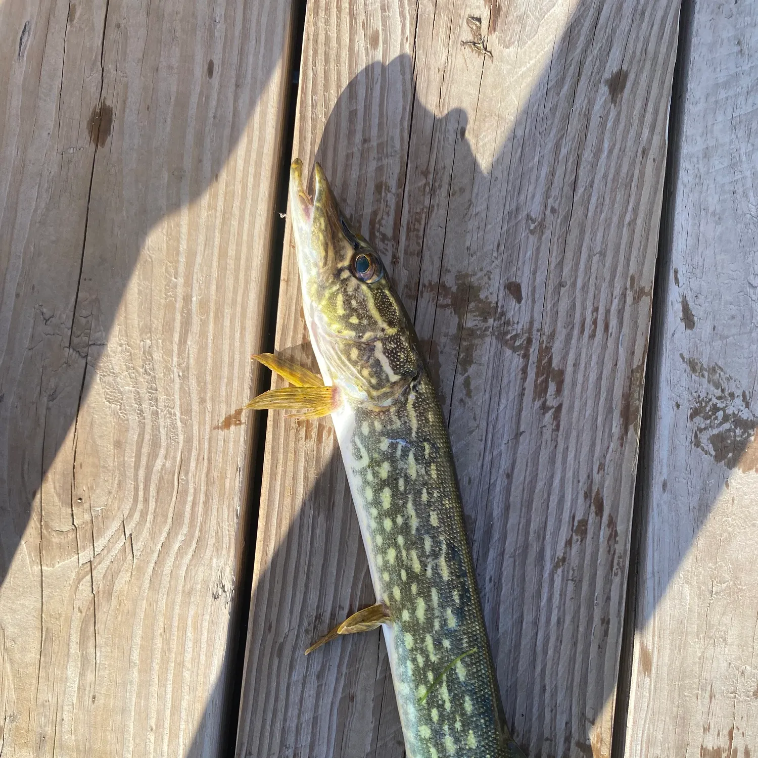 Northern pike caught on Fishbrain