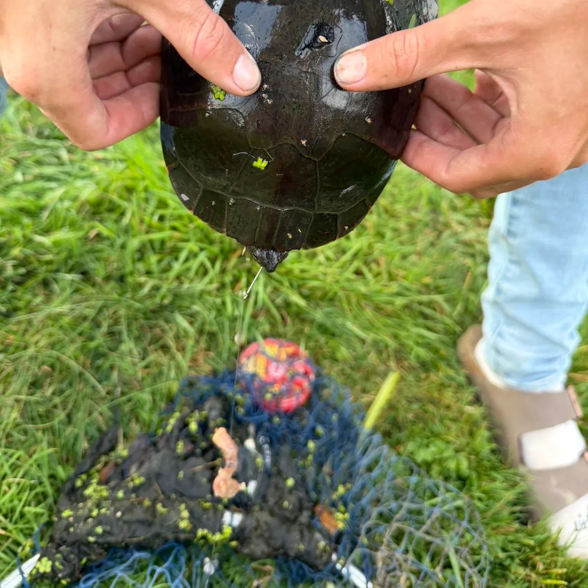 Painted turtle caught on Fishbrain