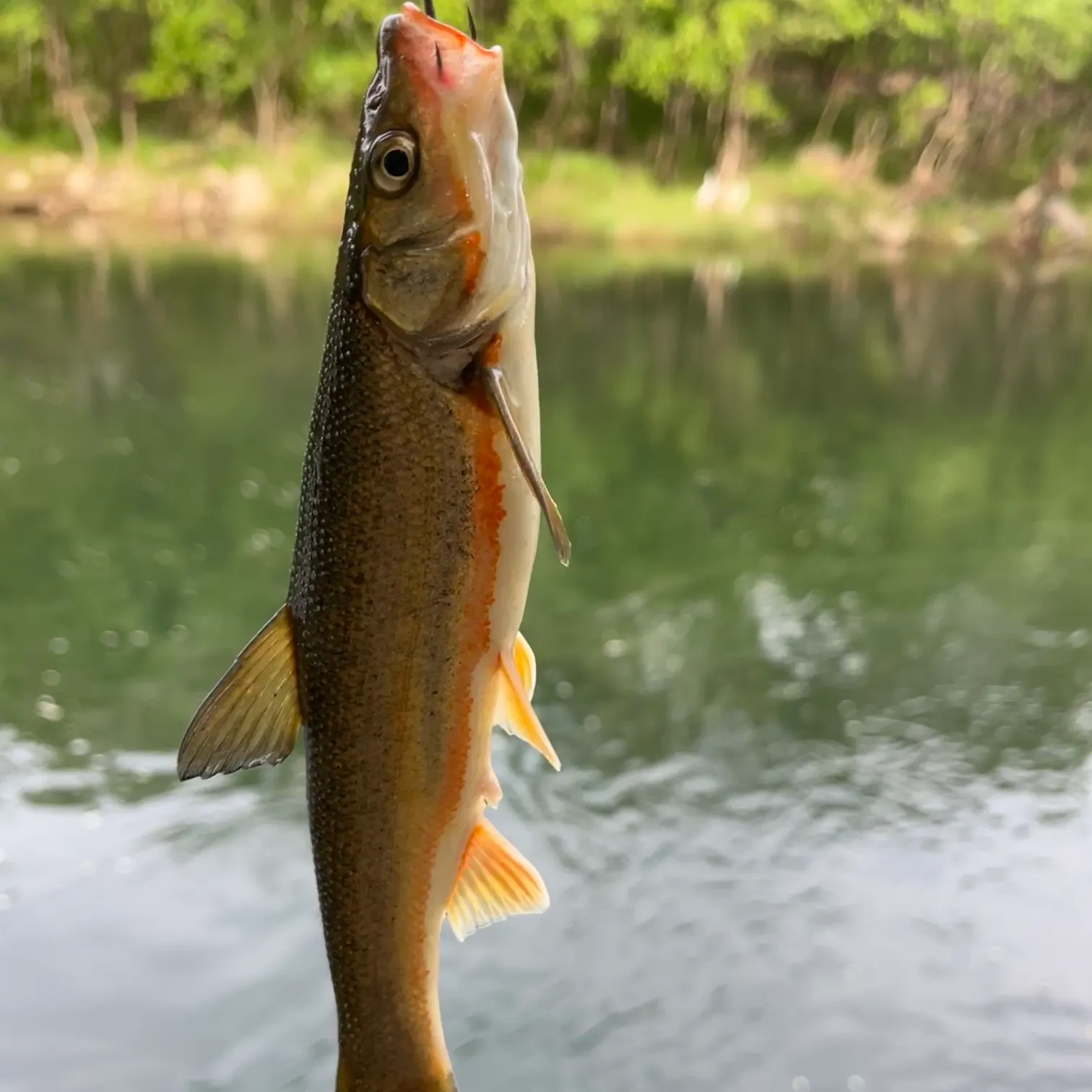 The most recent Big-scaled redfin catches on Fishbrain