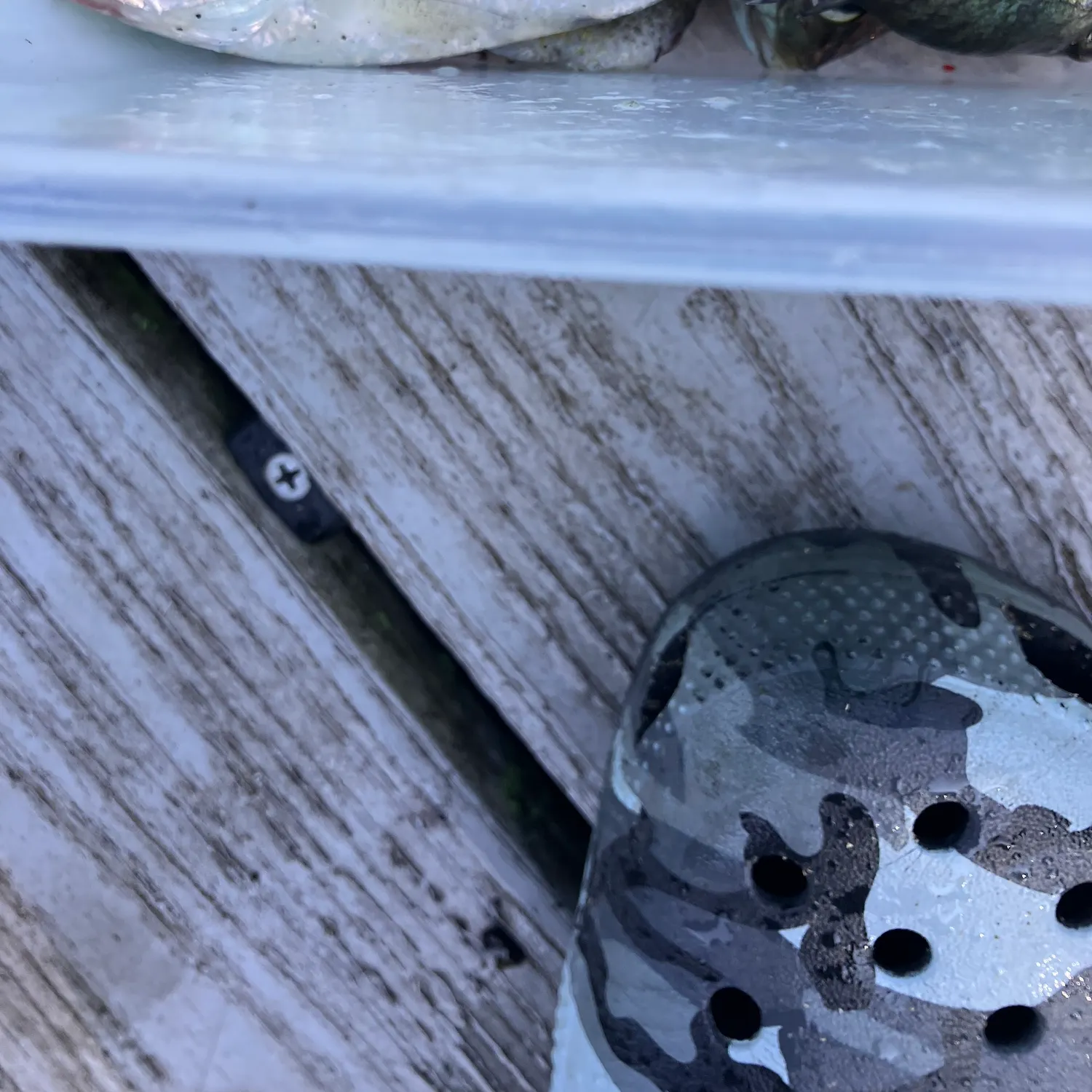 Mooneye caught on Fishbrain