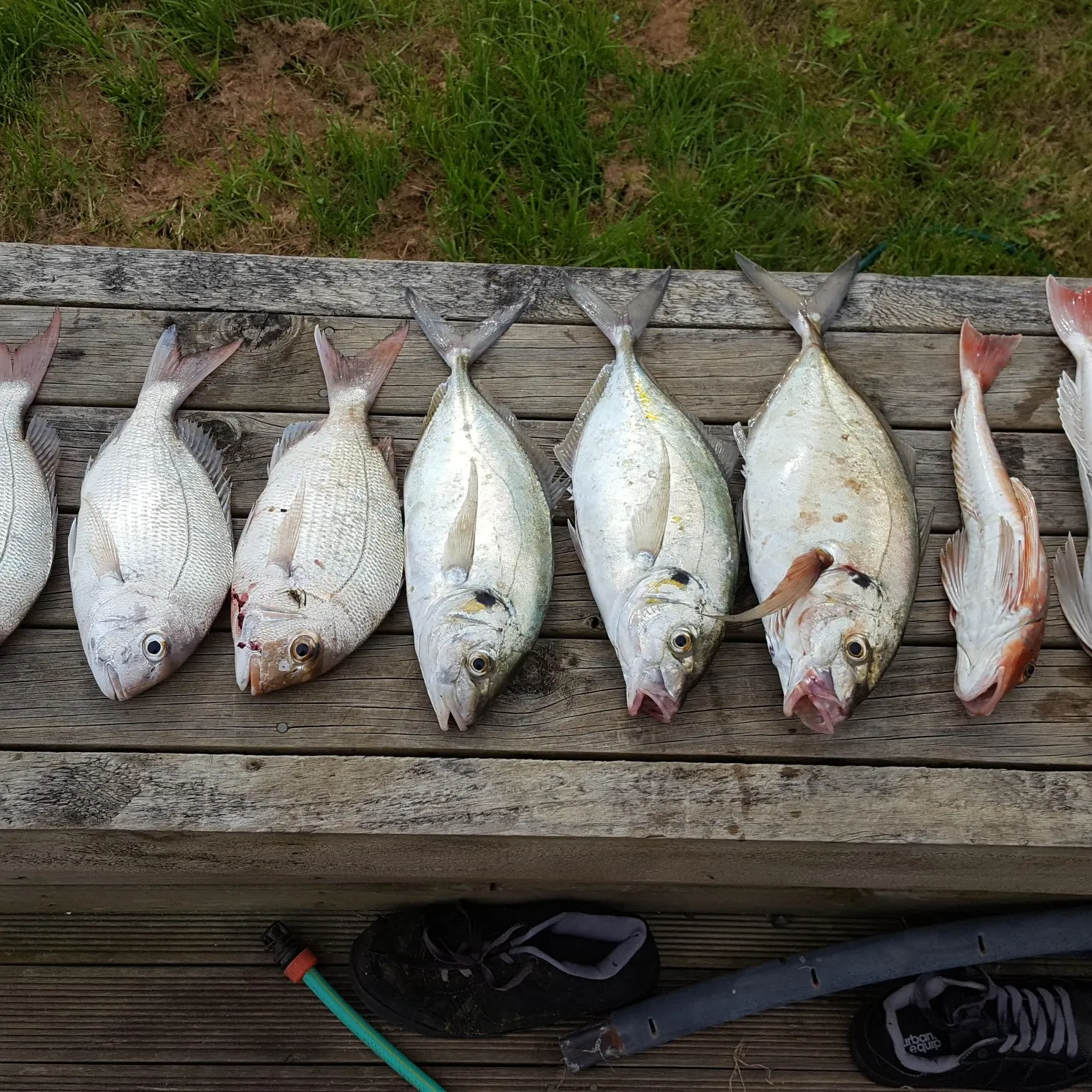 recently logged catches