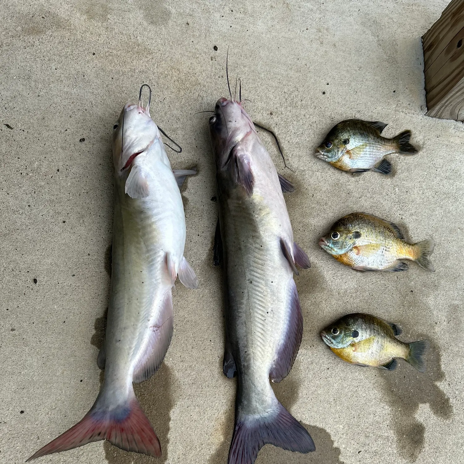 recently logged catches