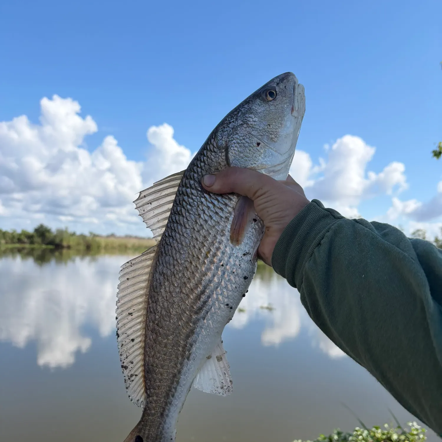 Red drum caught on Fishbrain