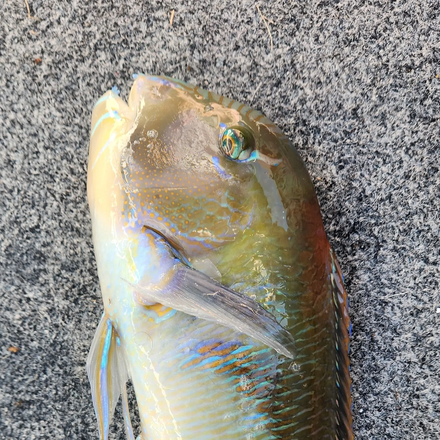 The most recent Purple tuskfish catches on Fishbrain