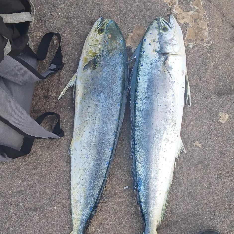 The most recent Common dolphinfish catches on Fishbrain