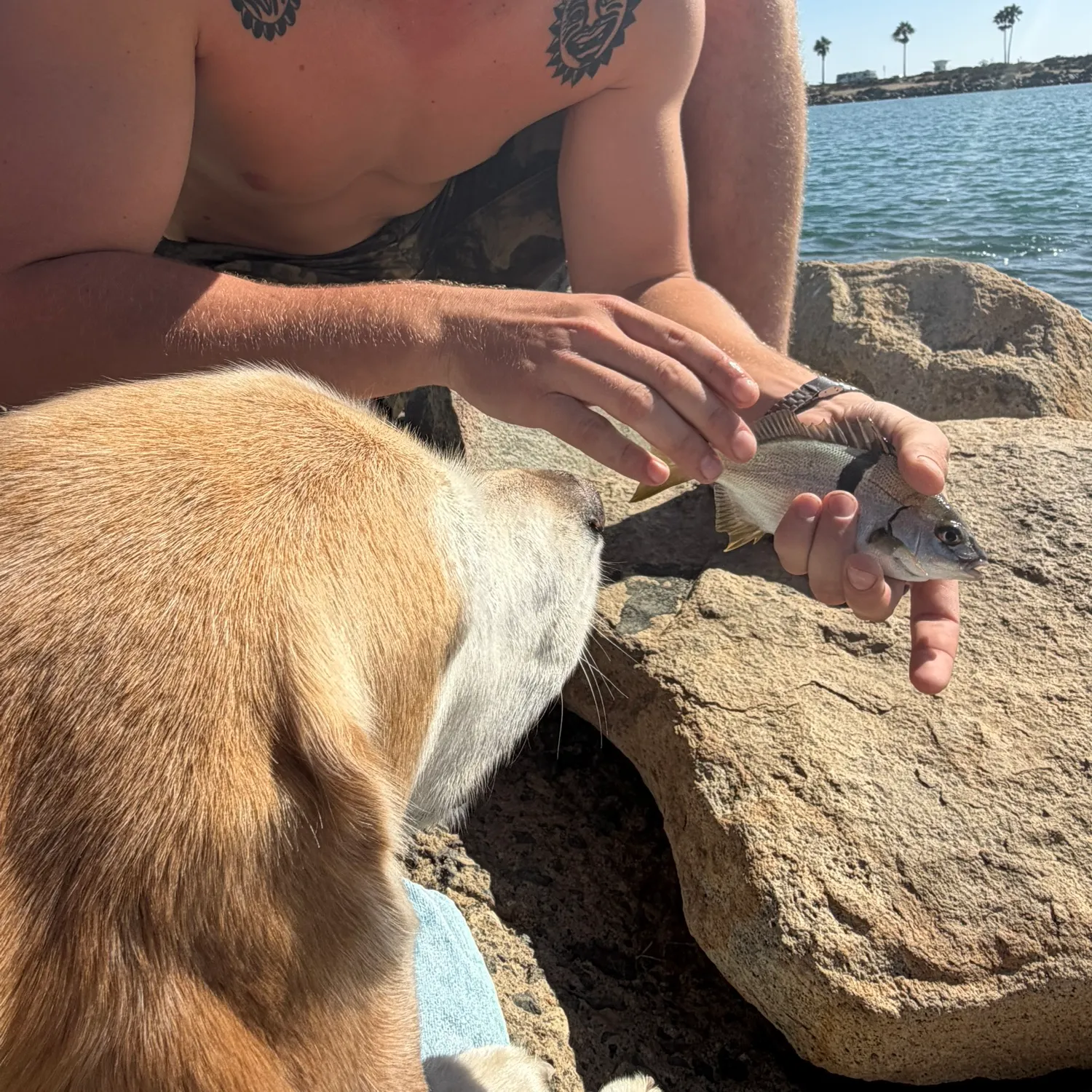 Sargo caught on Fishbrain