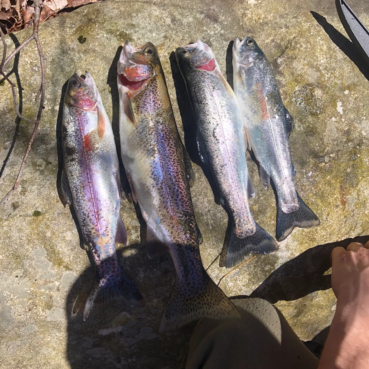 recently logged catches