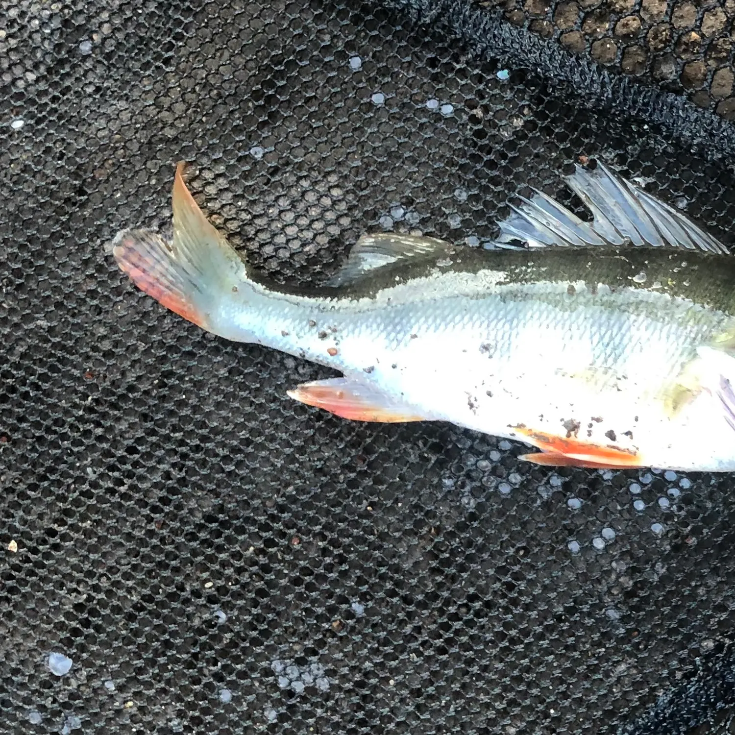 European perch caught on Fishbrain