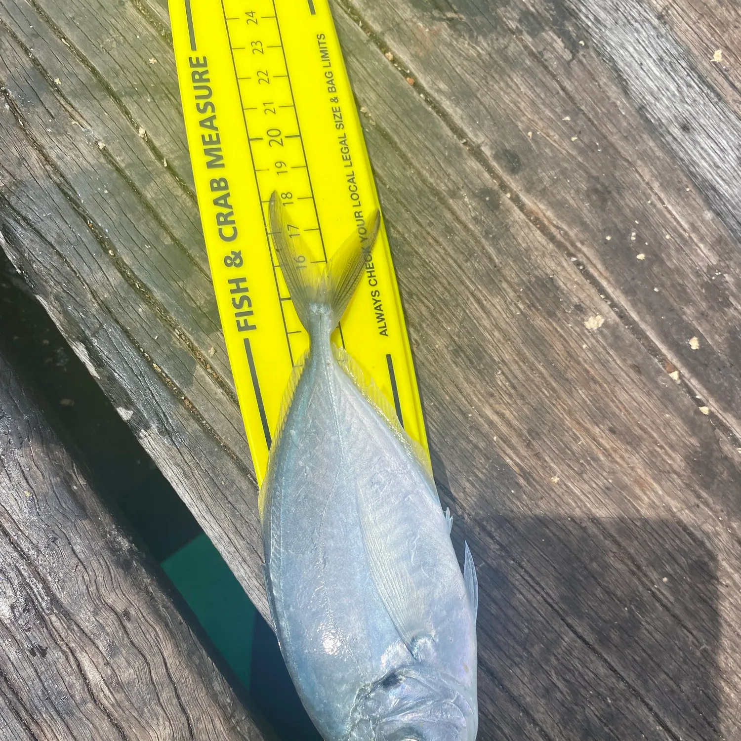 Silver trevally caught on Fishbrain