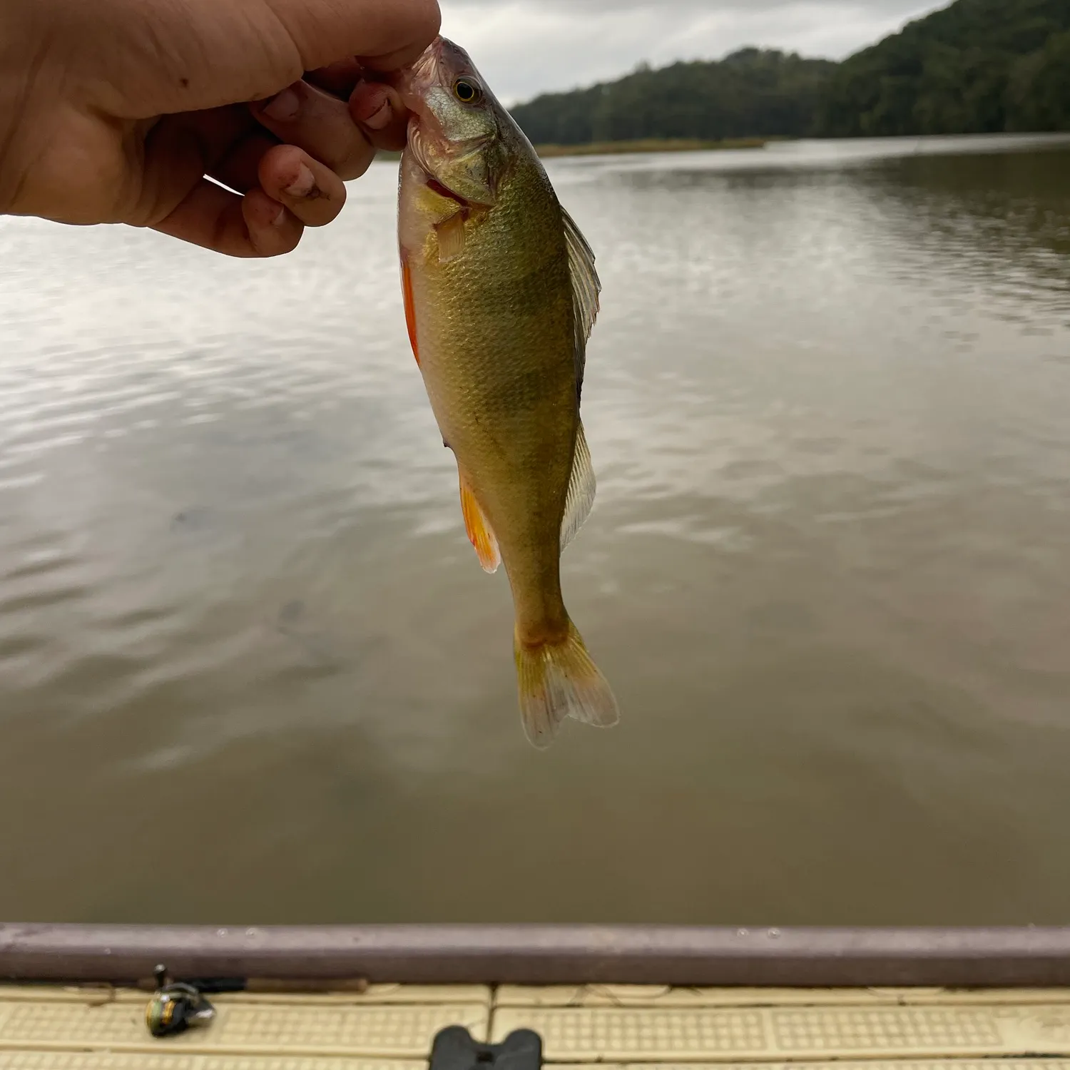 Yellow perch caught on Fishbrain