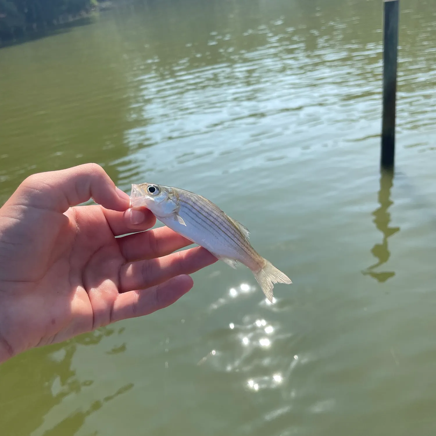 Striped bass caught on Fishbrain