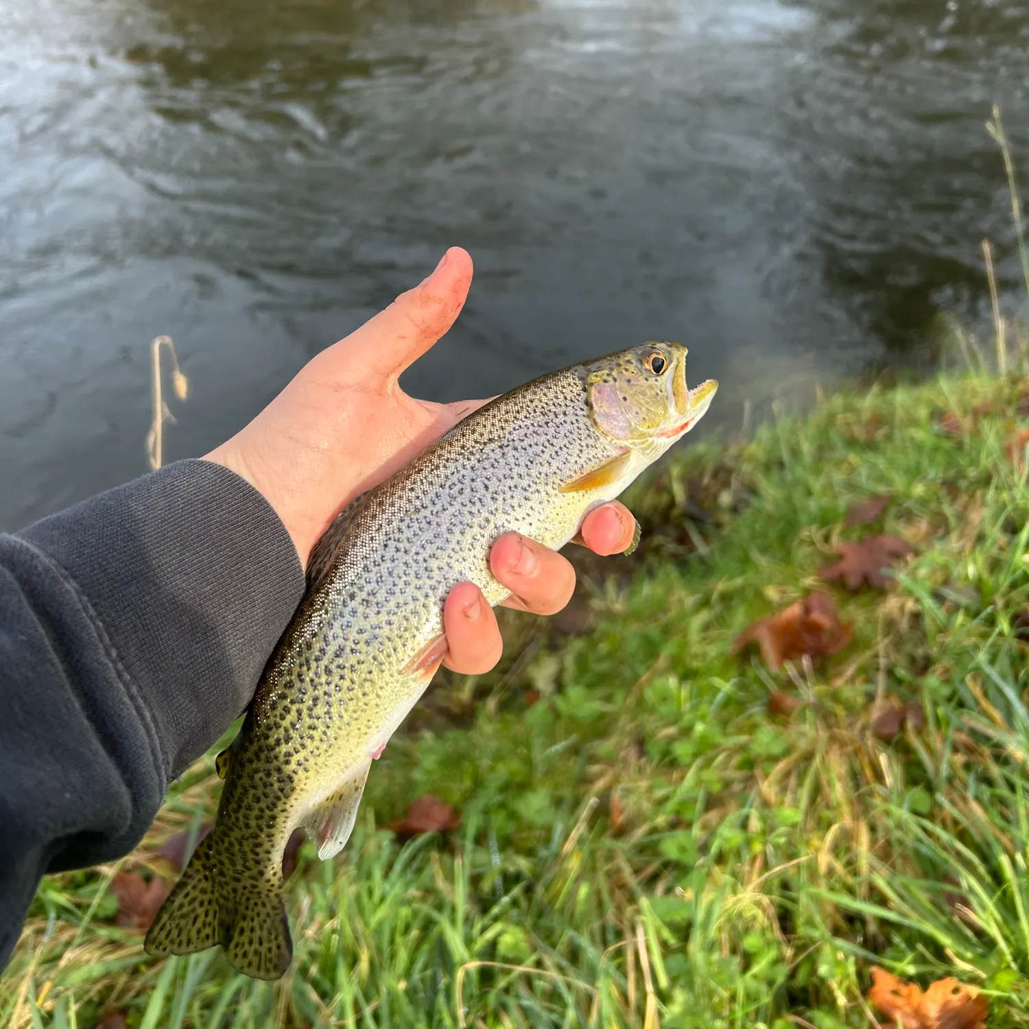 The most recent Coastal cutthroat trout catches on Fishbrain