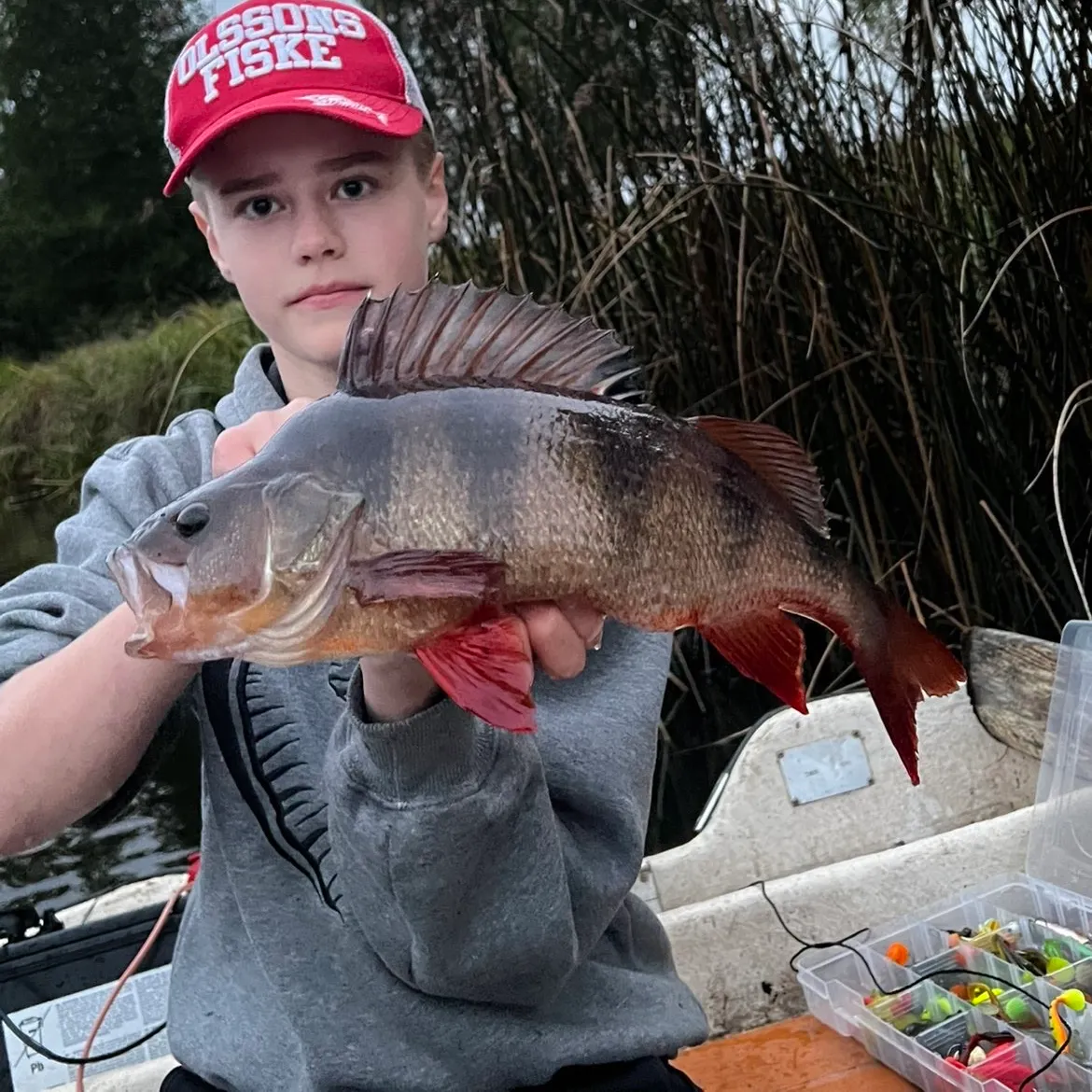 European perch caught on Fishbrain