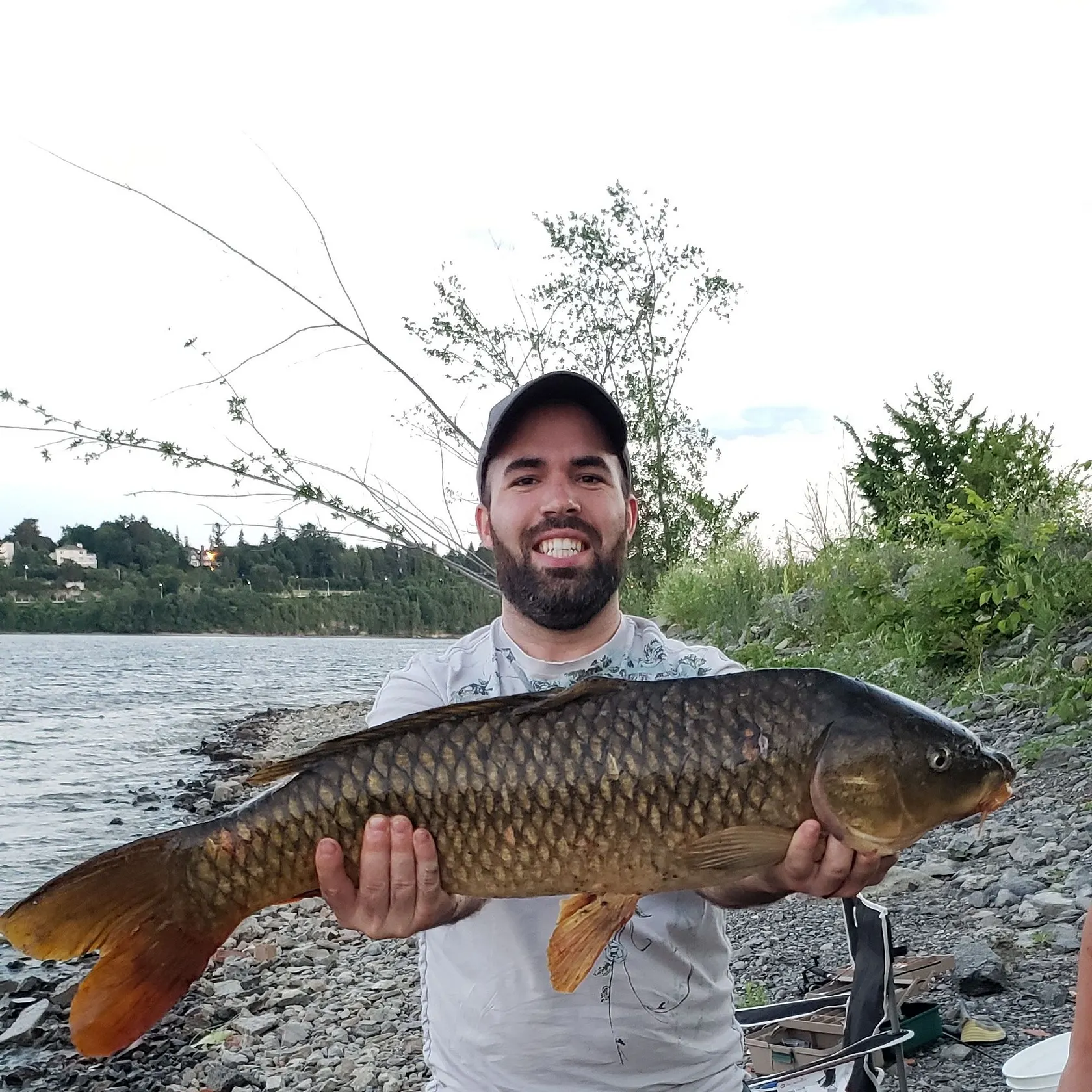 Common carp caught on Fishbrain