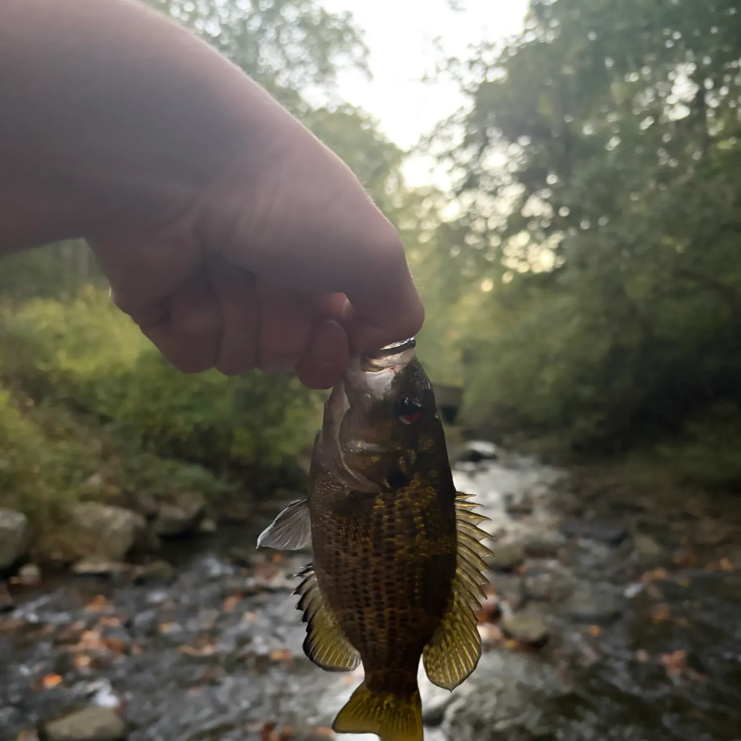 Rock bass caught on Fishbrain