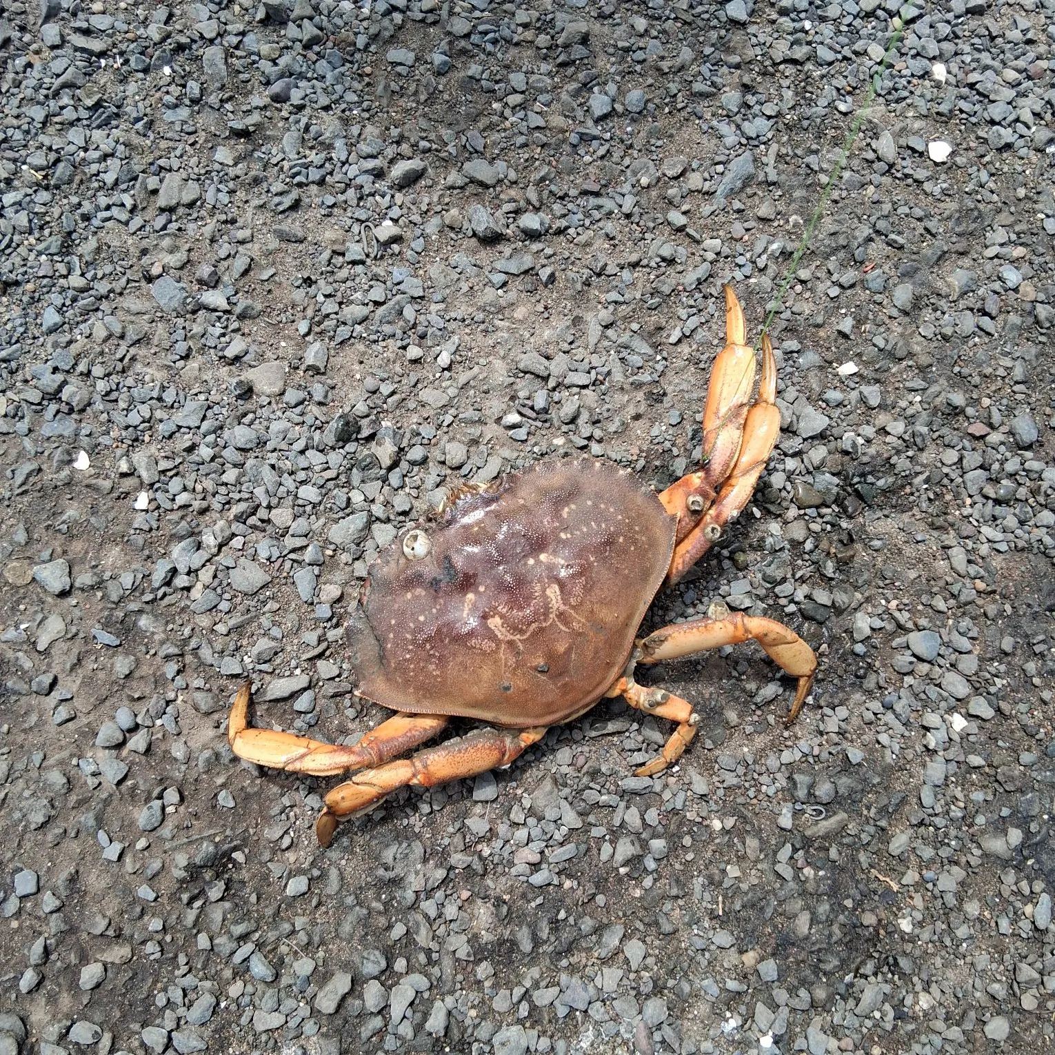 The most recent Dungeness crab catches on Fishbrain