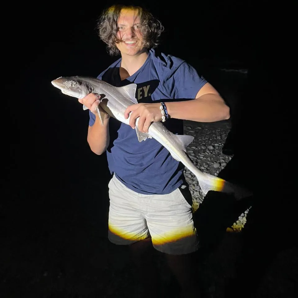 The most recent Piked dogfish catches on Fishbrain