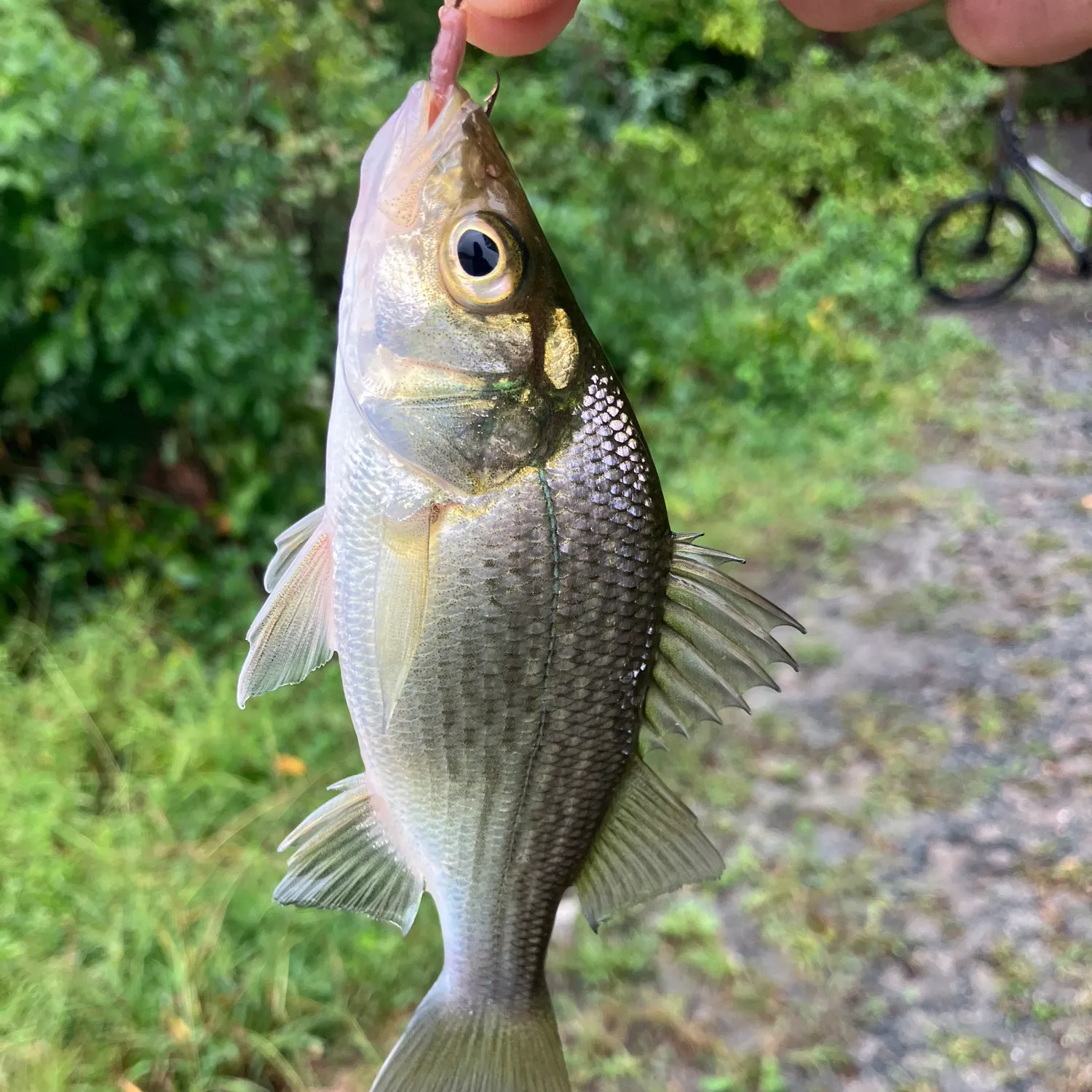 White perch caught on Fishbrain