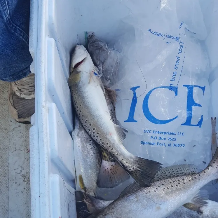 angler catch