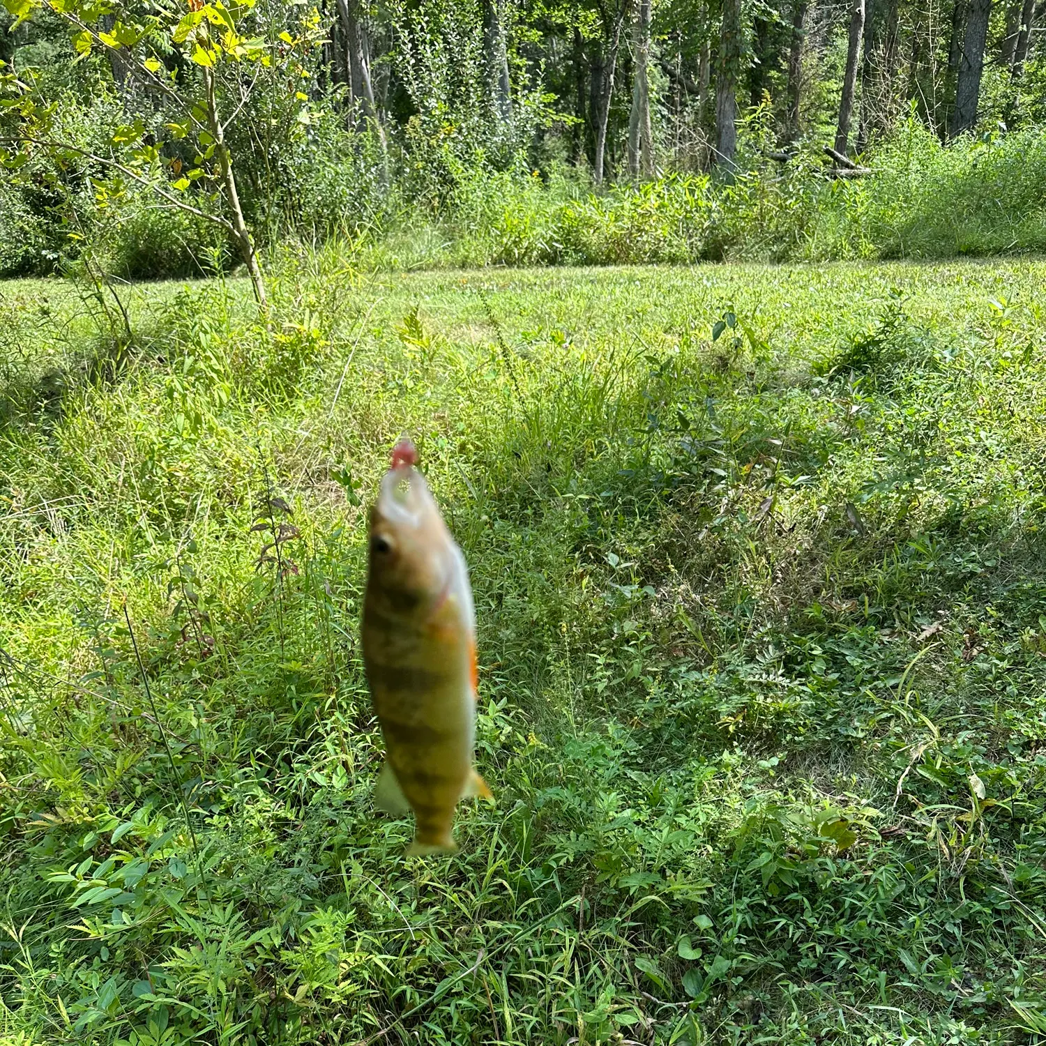 Yellow perch caught on Fishbrain