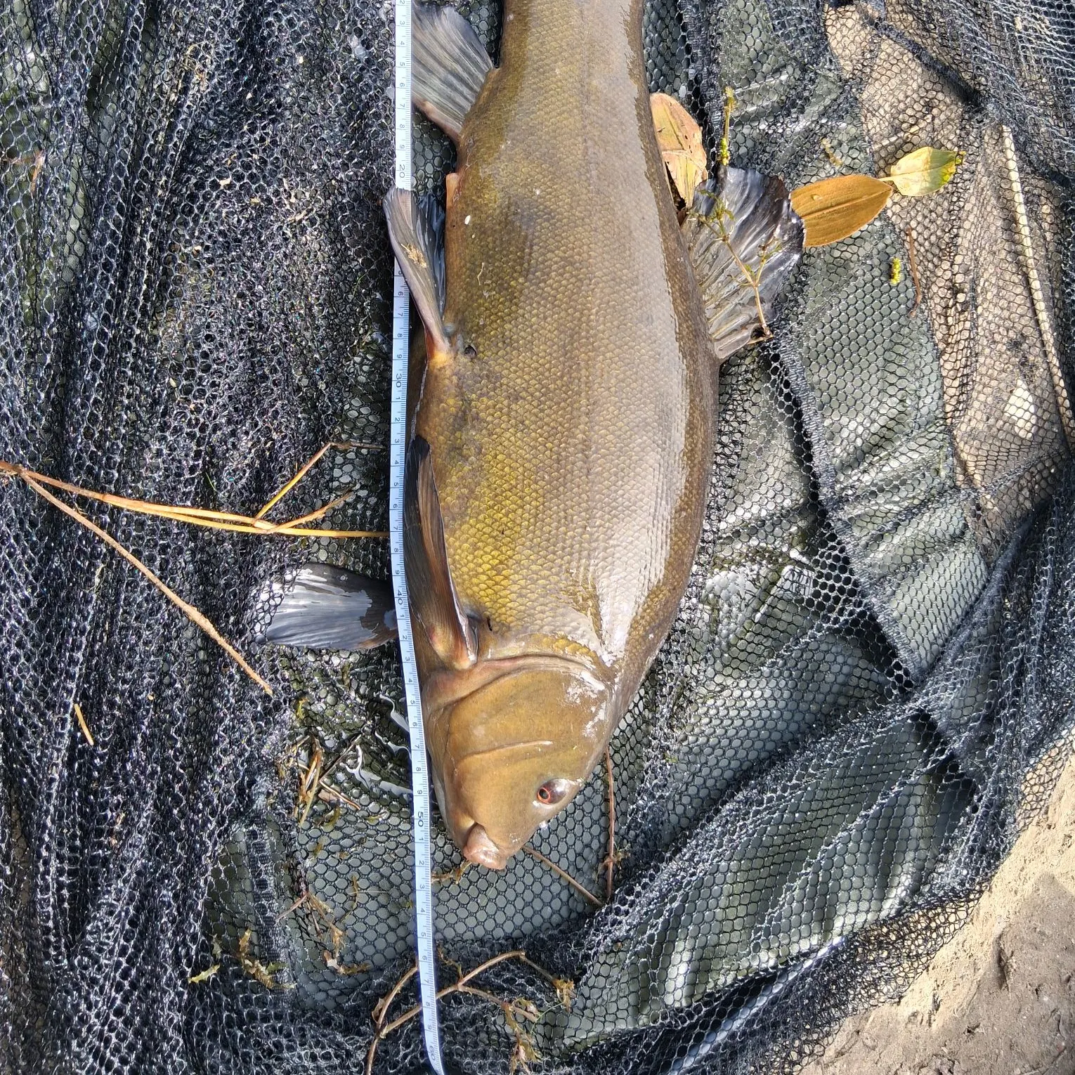 Tench caught on Fishbrain