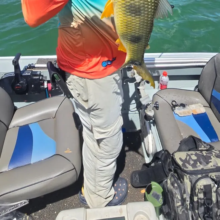 The most recent Boga catches on Fishbrain