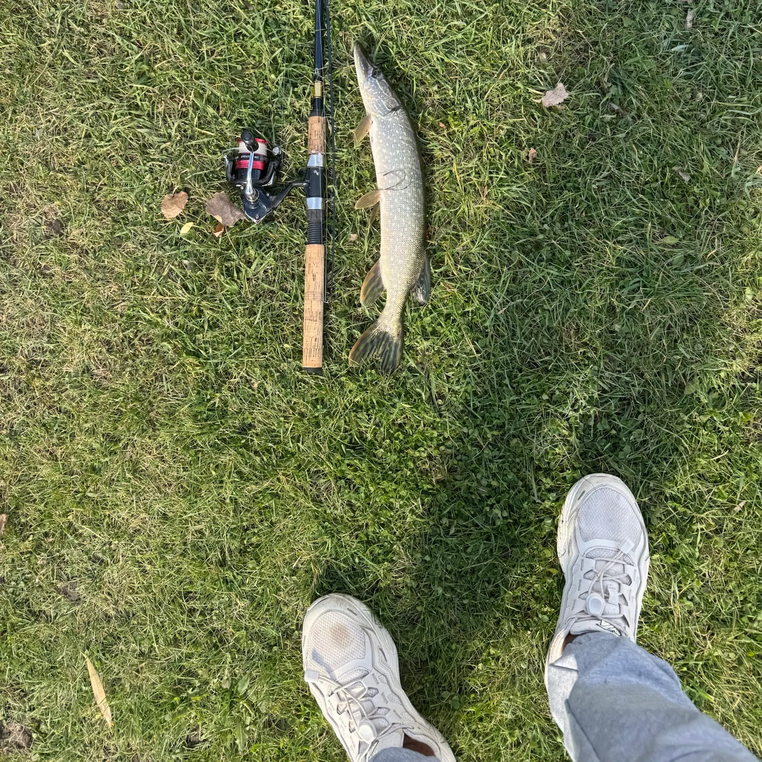 Northern pike caught on Fishbrain