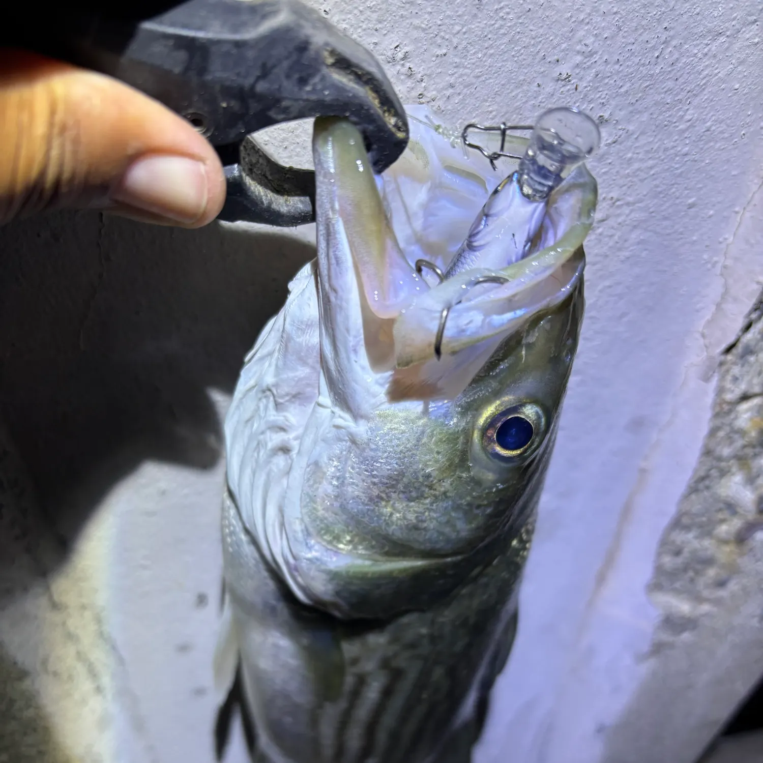 Striped bass caught on Fishbrain