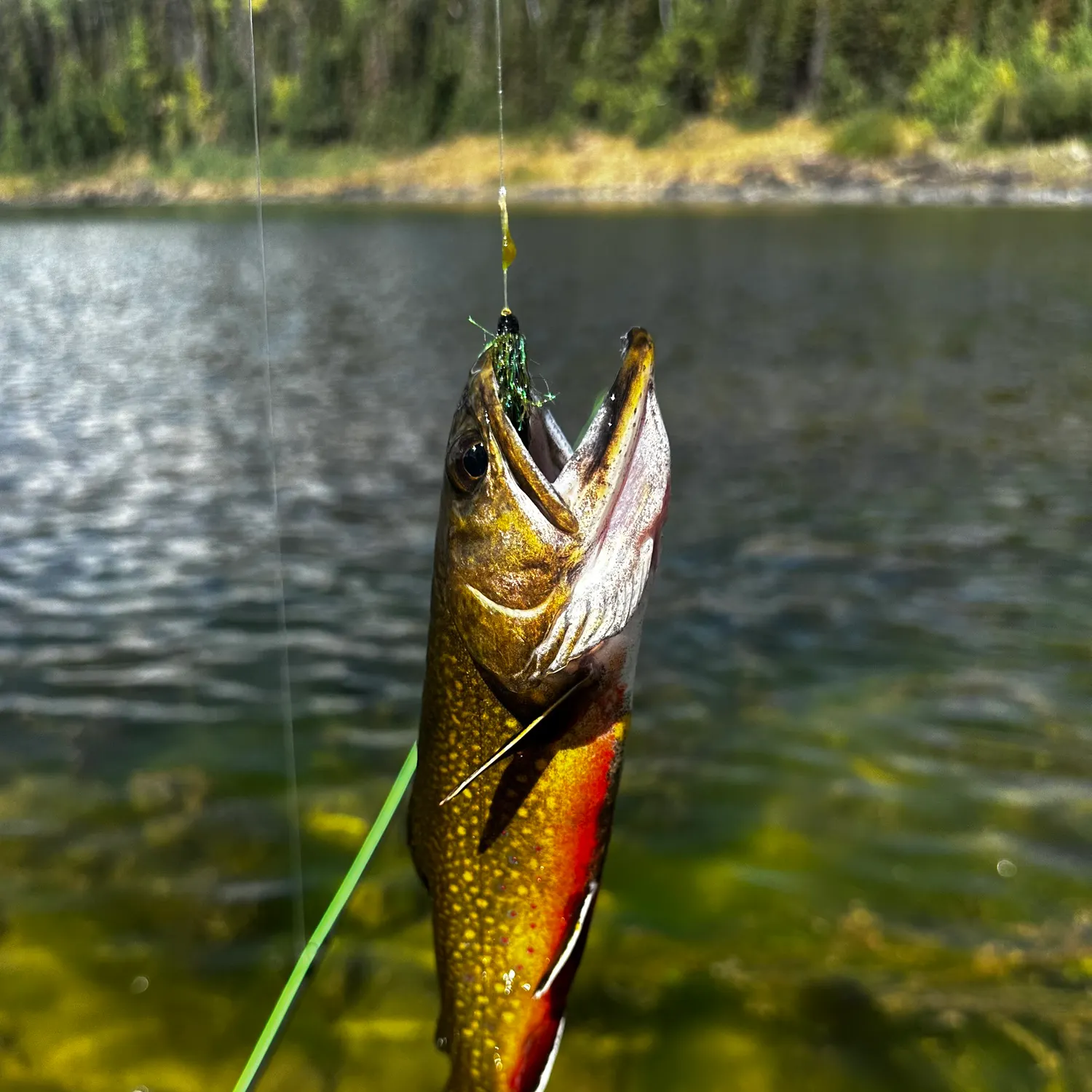 Brook trout caught on Fishbrain