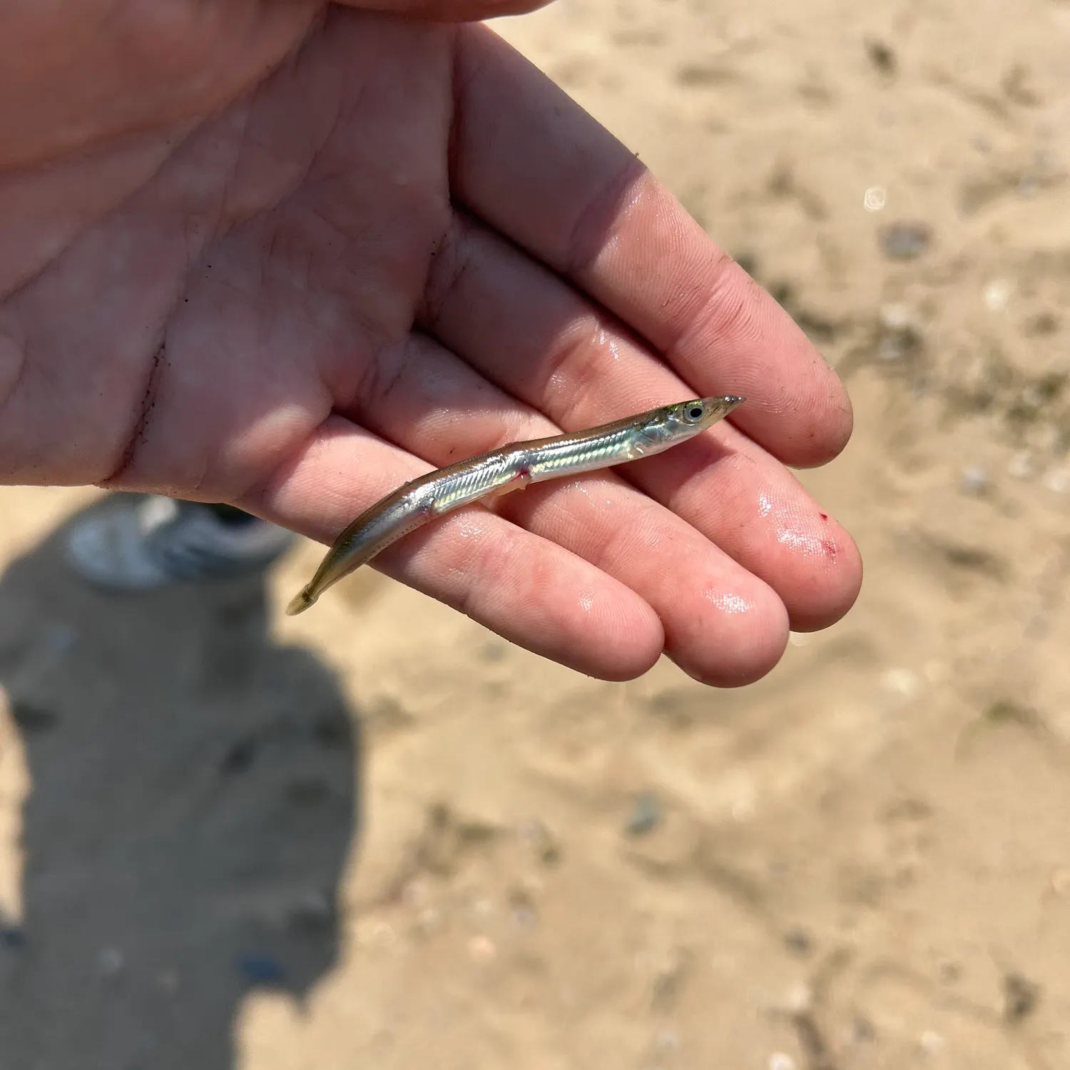 The most recent American sand lance catches on Fishbrain