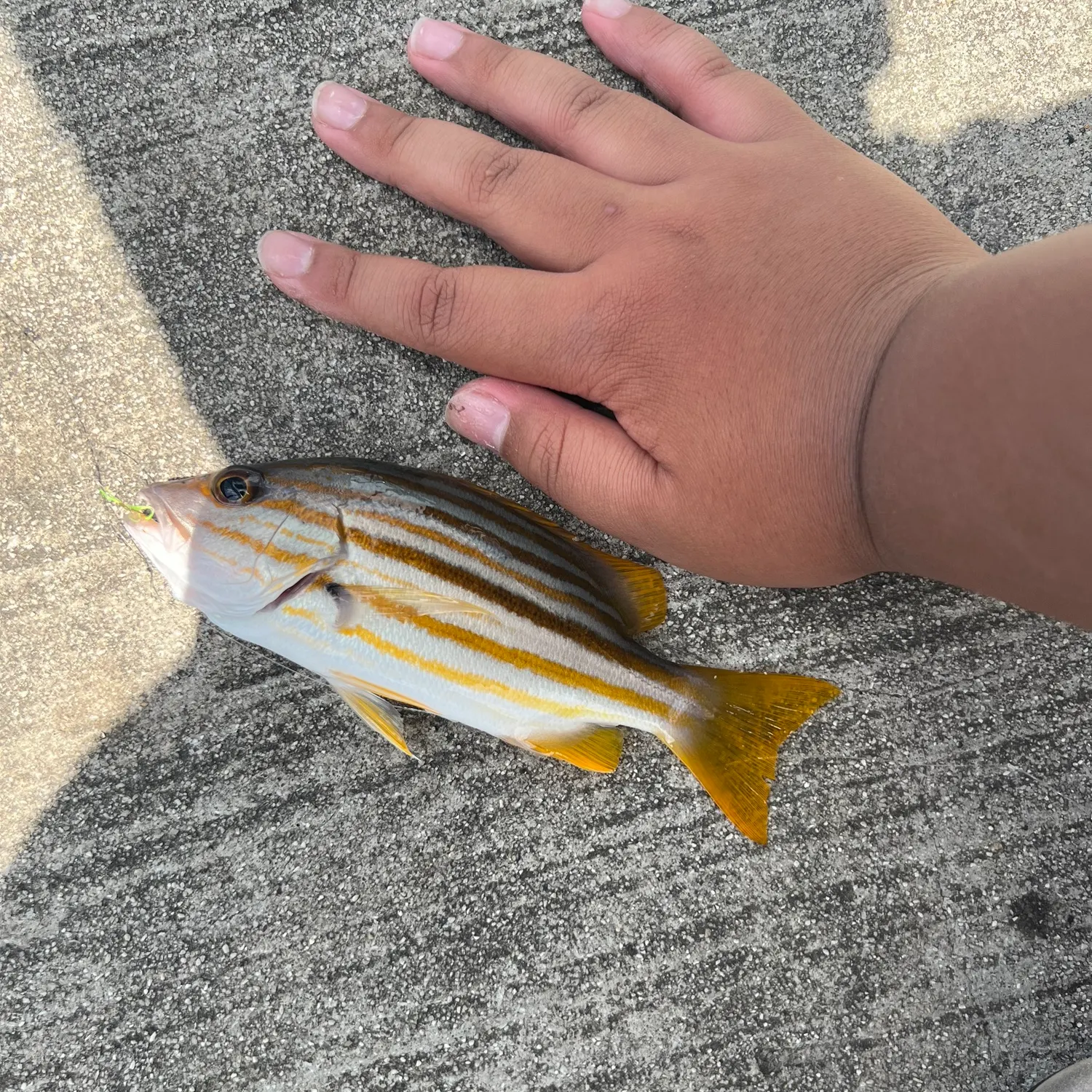 The most recent Spanish flag snapper catches on Fishbrain