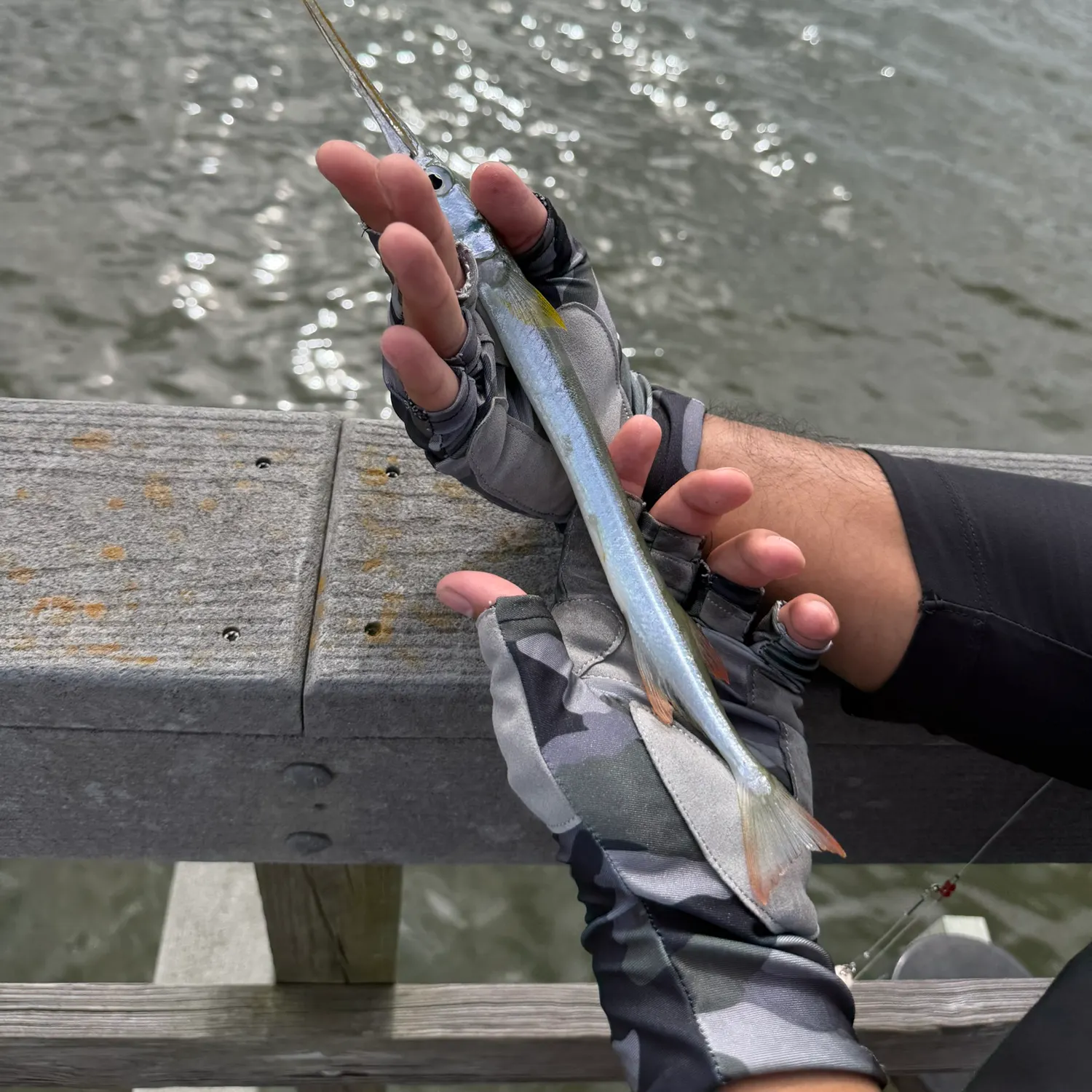 The most recent Redfin needlefish catches on Fishbrain