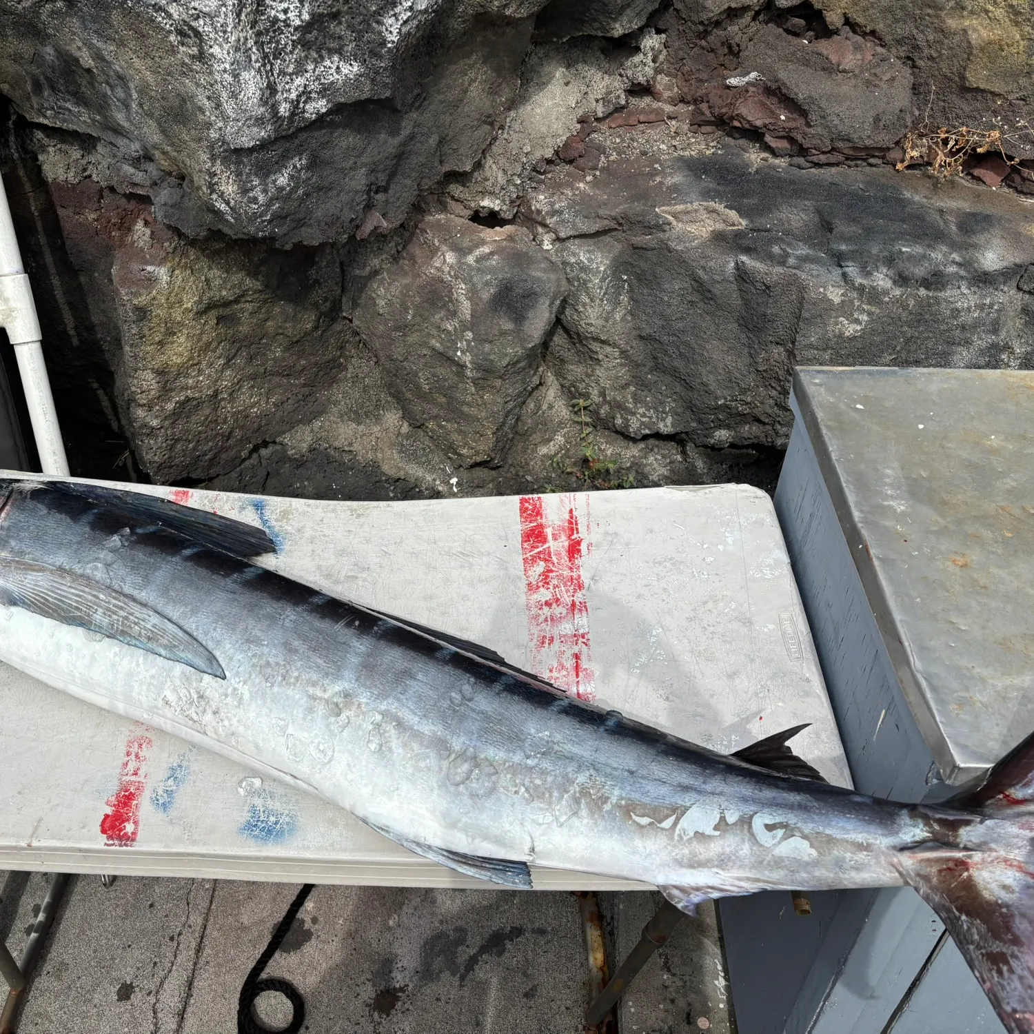 The most recent Striped marlin catches on Fishbrain