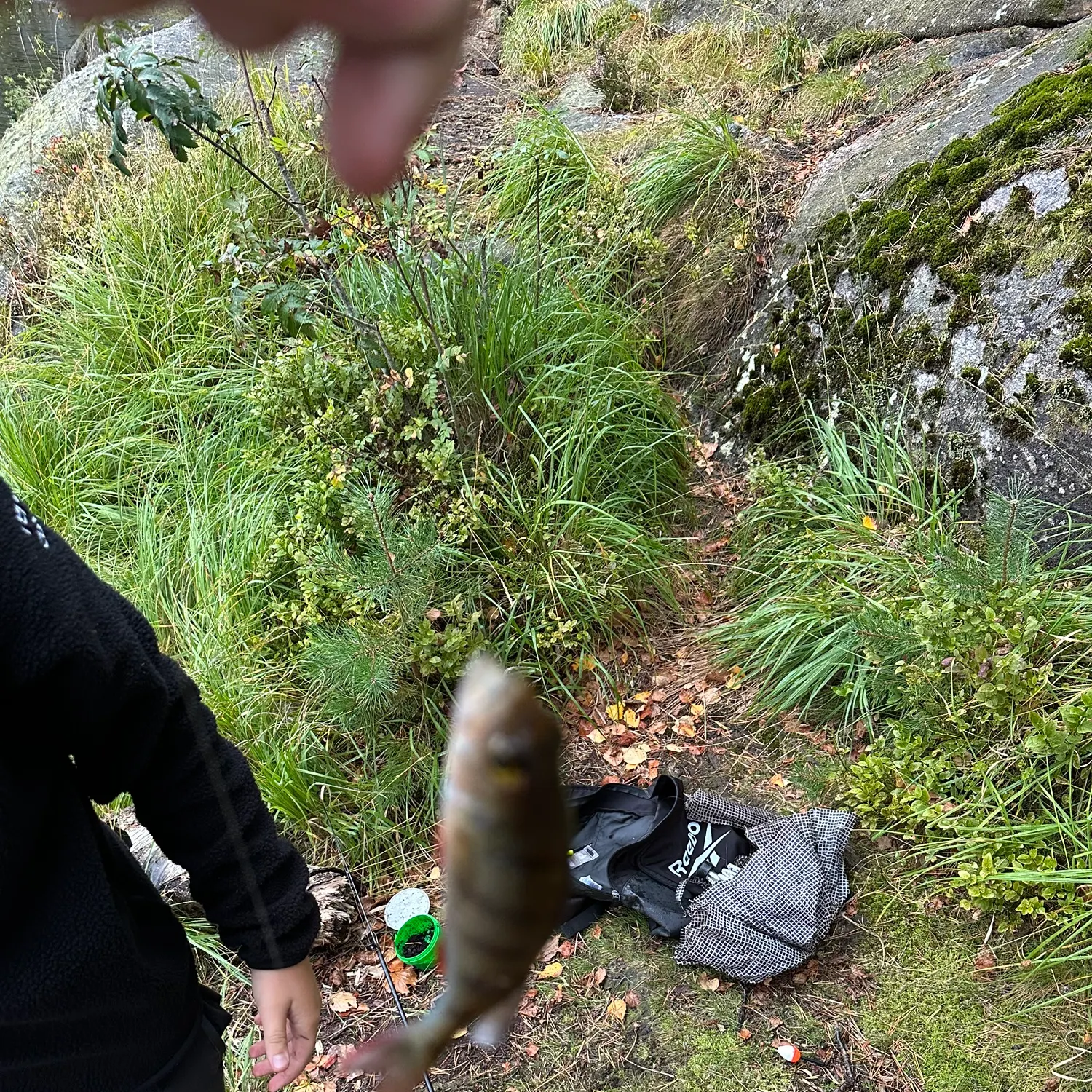 European perch caught on Fishbrain