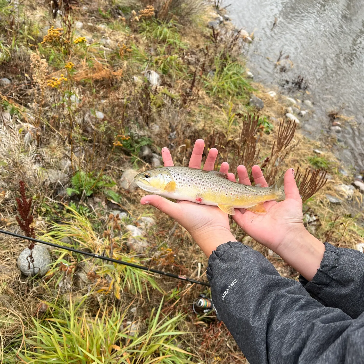 Brown trout caught on Fishbrain